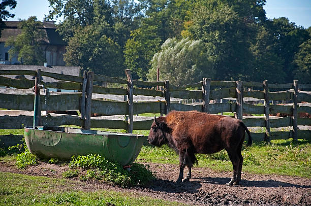 istock Breeding of the American bison 462443215