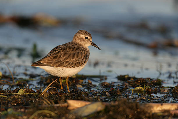istock Least sandpiper, Calidris minutilla, 462444785