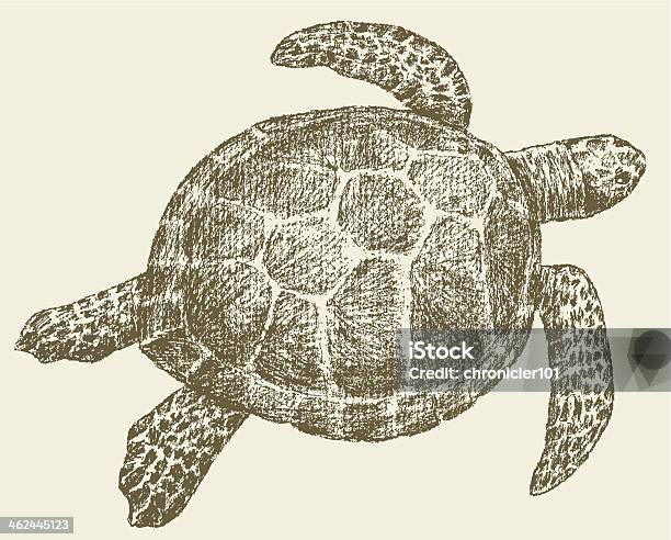 Floating Turtle Stock Illustration - Download Image Now - Sea Turtle, Drawing - Art Product, Animal Body Part