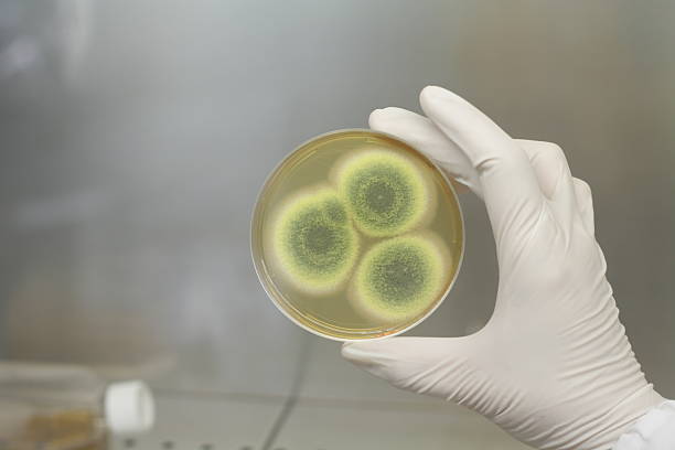funghi in una piastra di petri - penicillium foto e immagini stock