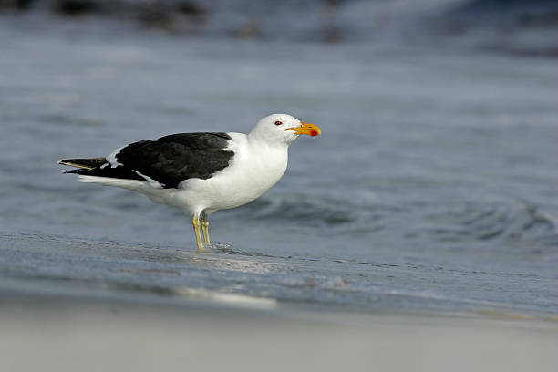 istock Kelp or Dominican gull, Larus dominicanus 462447323