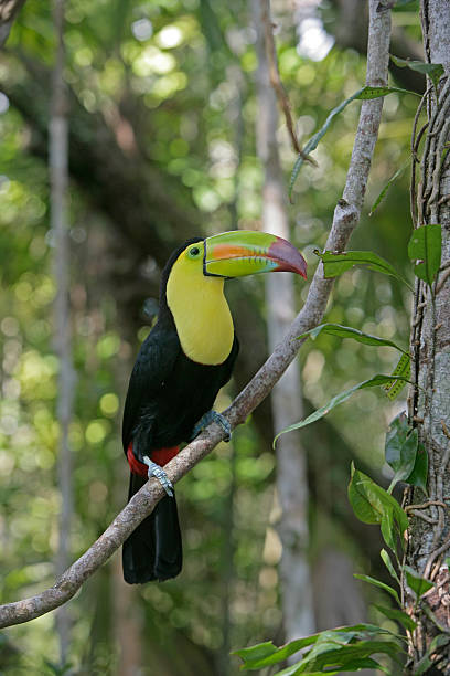 istock Keel-billed toucan, Ramphastos sulfuratus 462447367