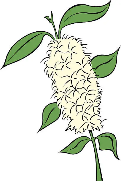 Vector illustration of Lemon Myrtle