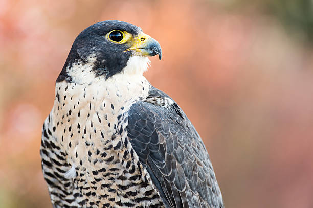 istock Peregrin Falcon Portrait 462450801