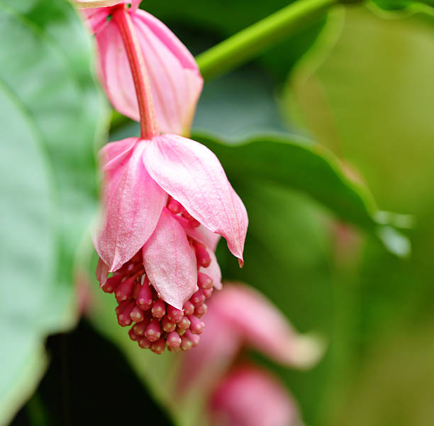 istock rose grape, medinilla magnifica, melastomataceae 462452101