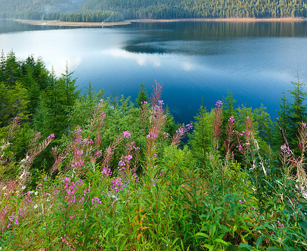 istock Alpine Lake Vidra summer  view 462452287