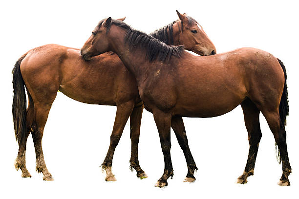 istock 2 bay horses hugging isolated background 462452947