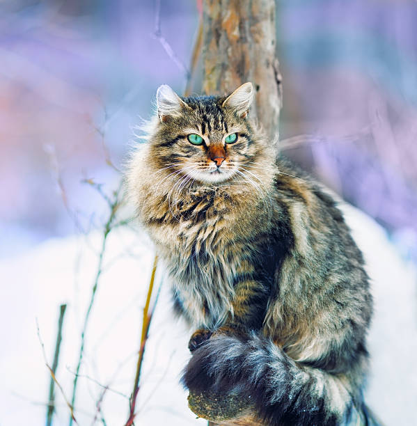 istock Cat sitting on a wooden fence 462453281