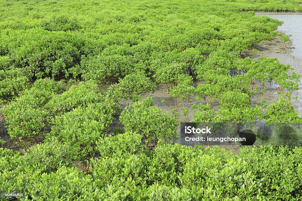 Красный мангровые леса - Стоковые фото Rhizomatous роялти-фри