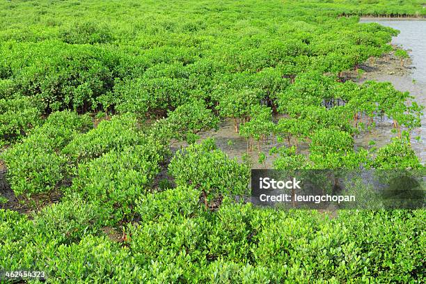 Красный Мангровые Леса — стоковые фотографии и другие картинки Rhizomatous - Rhizomatous, Без людей, Болото