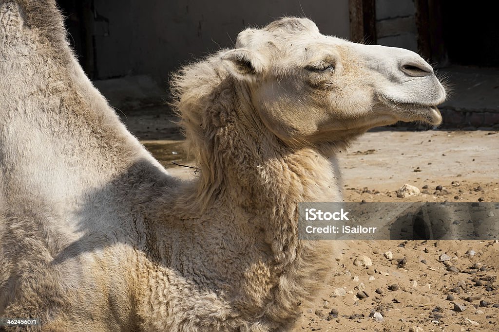 Kamel - Lizenzfrei Afrika Stock-Foto