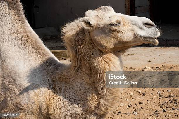 Photo libre de droit de Camel banque d'images et plus d'images libres de droit de Afrique - Afrique, Animaux de safari, Art du portrait
