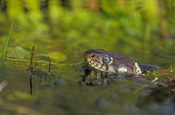istock Grass snake, Natrix natrixx 462456527