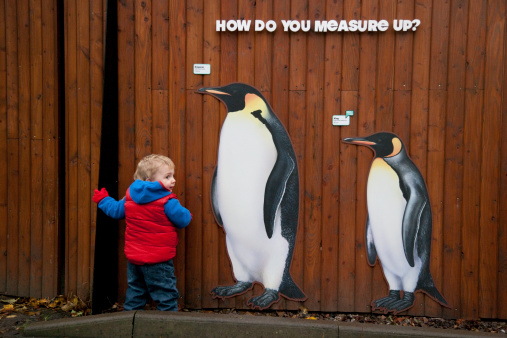 A little boy about 18 month old standing next to some life-size pictures of penguins at Edinburgh Zoo, Scotland, UK