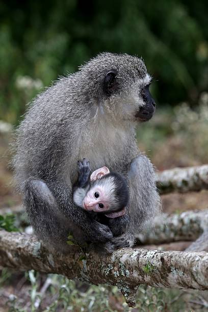 istock Baby Vervet Monkey and Mother 462459149