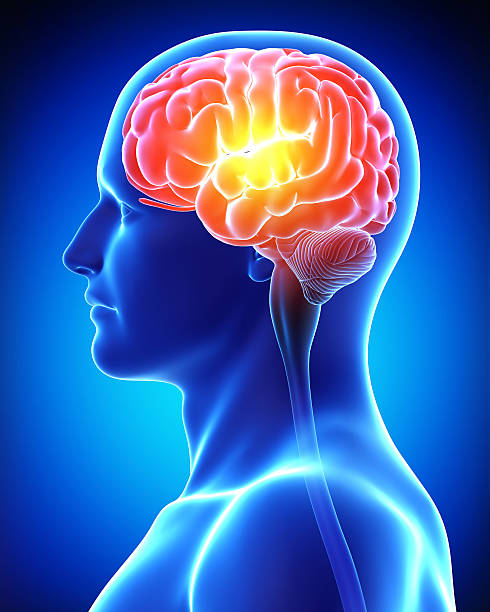 male brain male brain human brain 3d stock pictures, royalty-free photos & images