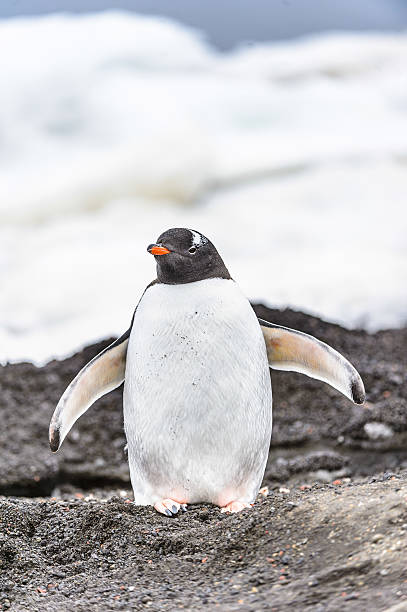 istock Penguins play on the ice rock 462459477