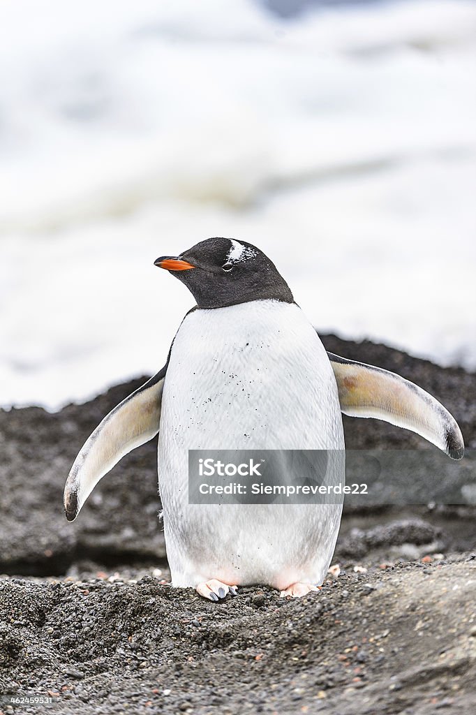 Pingwiny gry na lodzie rock - Zbiór zdjęć royalty-free (Antarktyda)