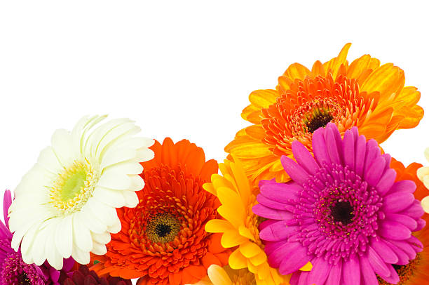 istock Mix of gerber flowers 462459963