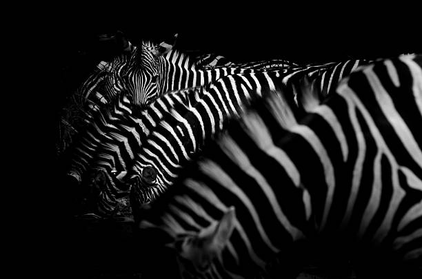 istock Six zebras with heads down and one zebra looking up 462460511
