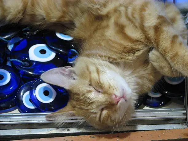 Photo of Sleeping cat among evil eye amulets