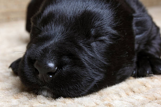istock Sweet little black Scottish Terrier puppy 462462207
