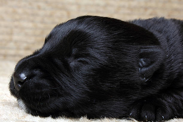 istock Sweet little black Scottish Terrier puppy 462462211