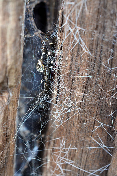 クモの巣に raindrops - gruseln ストック��フォトと画像