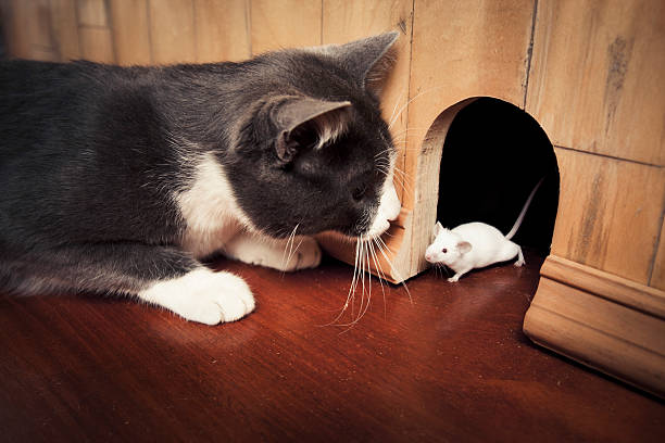 Cat staring at a mouse coming out of it's hole stock photo