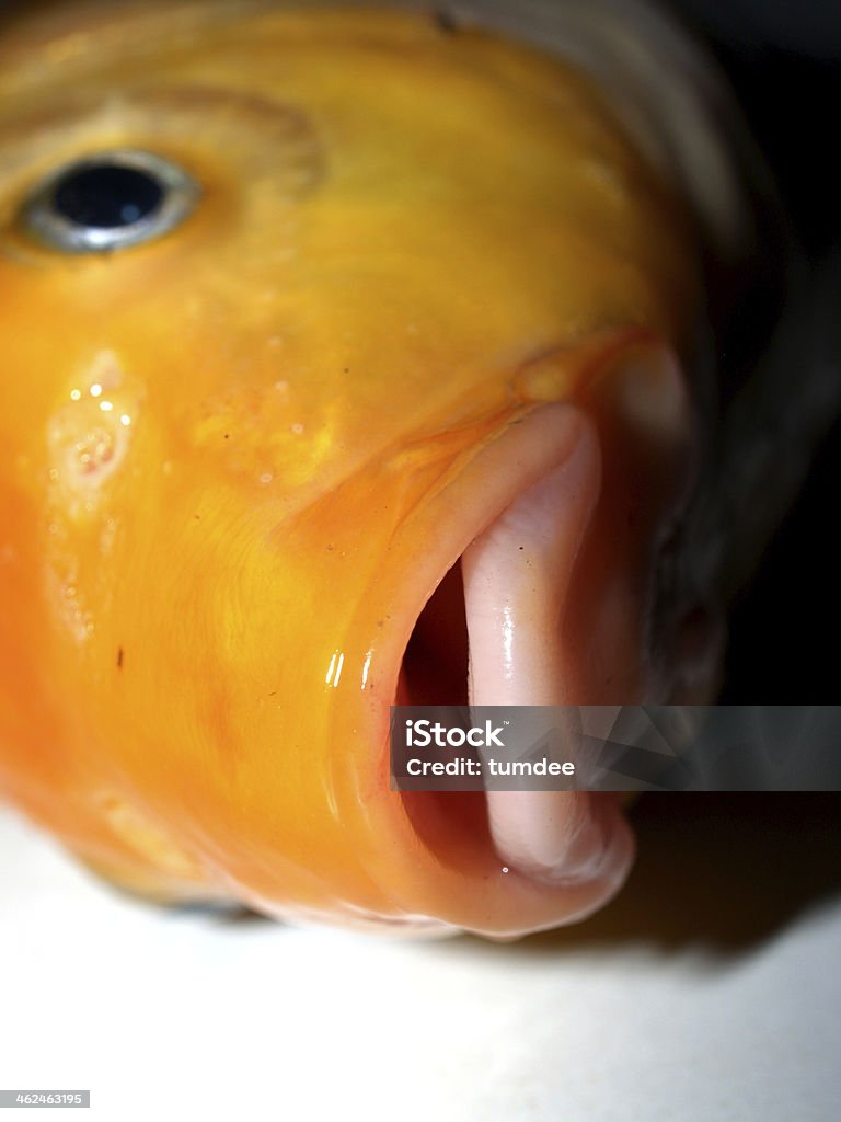 Fish Raw in market for cooking Close-up Stock Photo