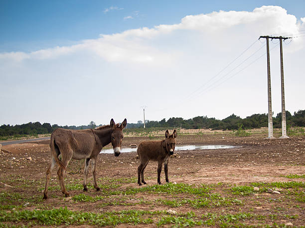deux des ânes stand sur l'herbe contre un ciel - mule animal profile animal head photos et images de collection