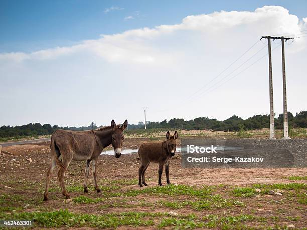 Two Donkeys Stand On The Grass Against Sky Stock Photo - Download Image Now - Africa, African Culture, Animal