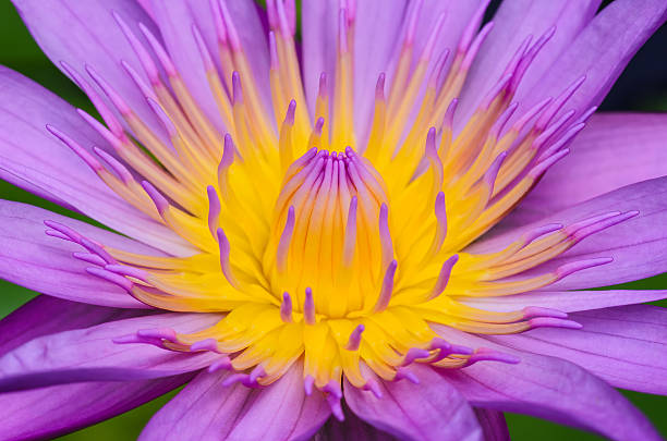 istock purple lotus flower 462464069