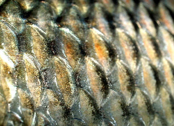 istock Fish Raw in market for cooking 462465335