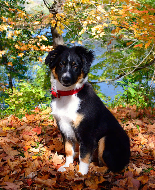 Autumn shepherd stock photo