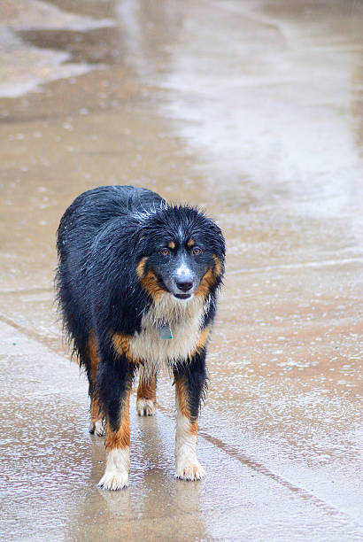 Shepherd in rain stock photo