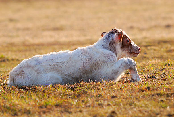 Newborn calf resting stock photo