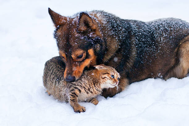 istock Dog and cat playing in the snow 462465805