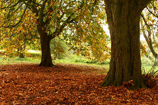 istock Seasonal fall scene of chestnuts 462465937