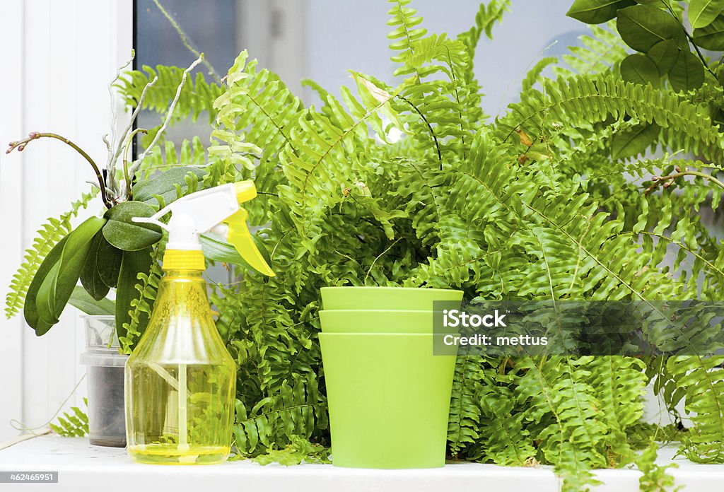 plants and sprayer on windowsill Agriculture Stock Photo