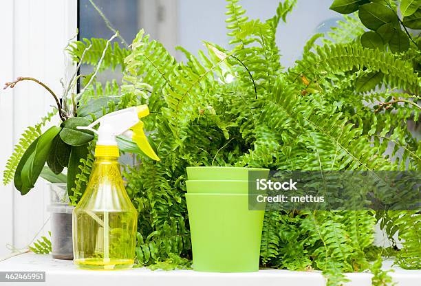 Plants And Sprayer On Windowsill Stock Photo - Download Image Now - Agriculture, Apartment, Blue