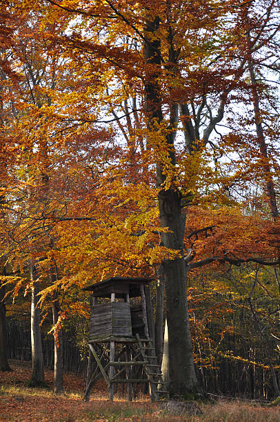 istock Autumn Landscape. Forest in Vienna, Austria 462466037