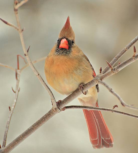 istock Northern Cardinal Female 462466317