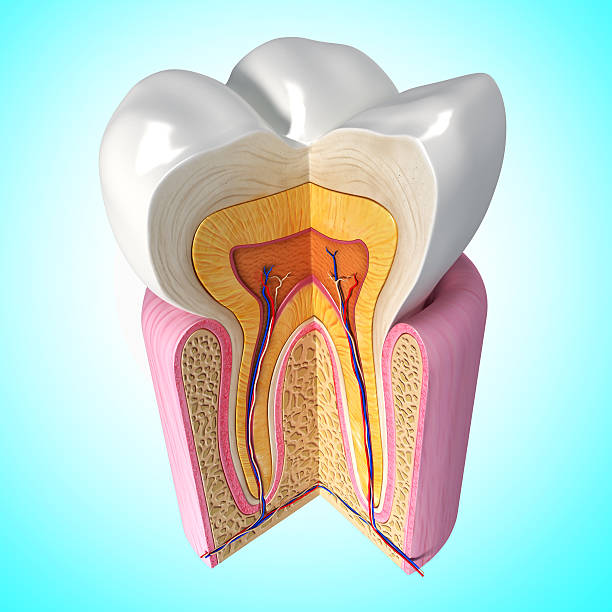 denti di sezione in blu - machine teeth immagine foto e immagini stock