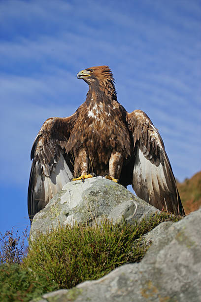 istock Golden eagle, Aquila chrysaetos 462468747