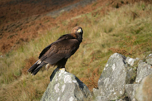 istock Golden eagle, Aquila chrysaetos 462468947