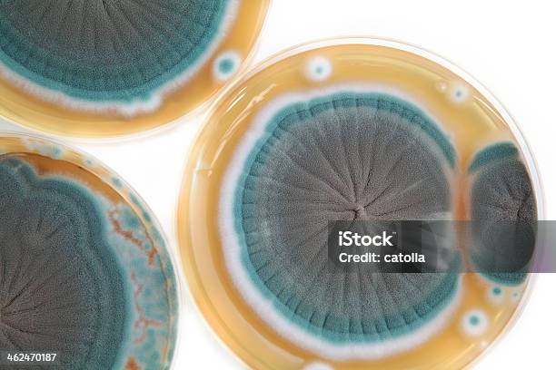 Foto de Penicillium Cogumelos Na Placa De Ágar e mais fotos de stock de Abstrato - Abstrato, Azul, Bactéria