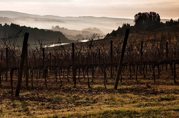 istock Winter Chianti hill and fog 462470213