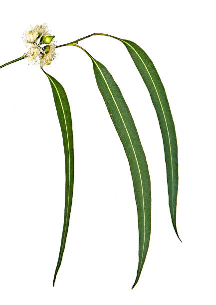 istock close up of branch 462470337