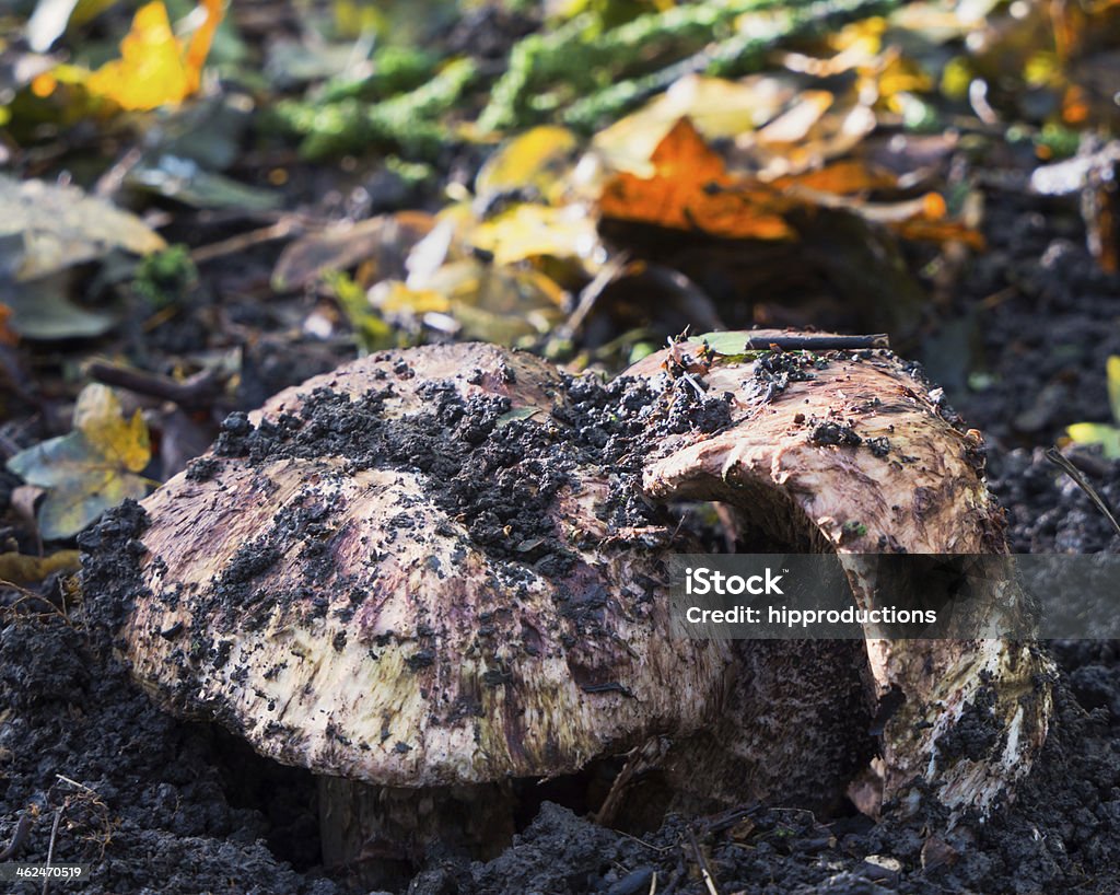 Allopsalliota geesterani は、珍しい菌のみにオランダ - Boletus Spのロイヤリティフリーストックフォト